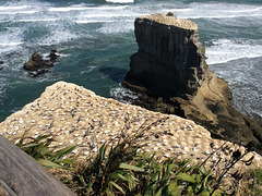 Gannet Colony