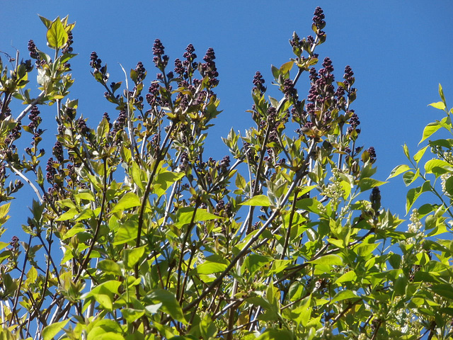 The dark purple lilac is almost in full bloom