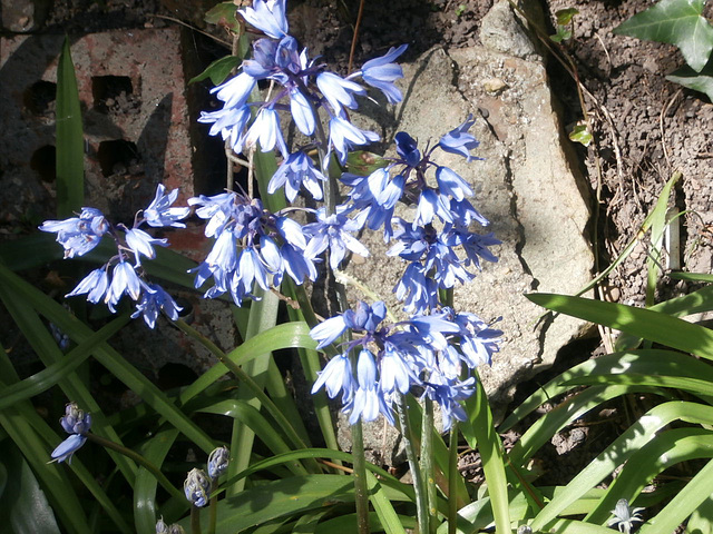 The bluebells are so pretty