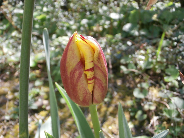 Yet another two toned tulip