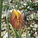 Yet another two toned tulip