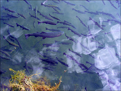 Wolf Lake Fish Hatchery