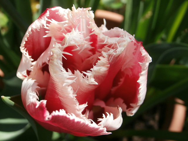 The new feathery tulip