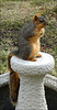 The Squirrel on the Birdbath Base