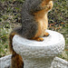 The Squirrel on the Birdbath Base