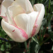 Gorgeously dainty pink edged tulip