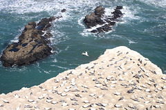 Gannet Colony