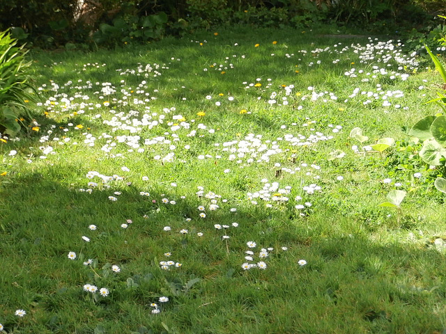 This lawn is in desperate need of a good cut