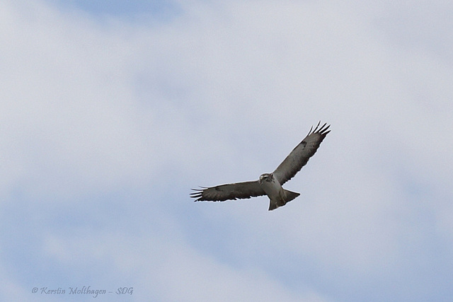 Bussard über Feuerbach