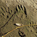 Footprints