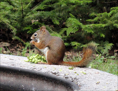 Squirrel, with food hoard