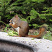 Squirrel, with food hoard