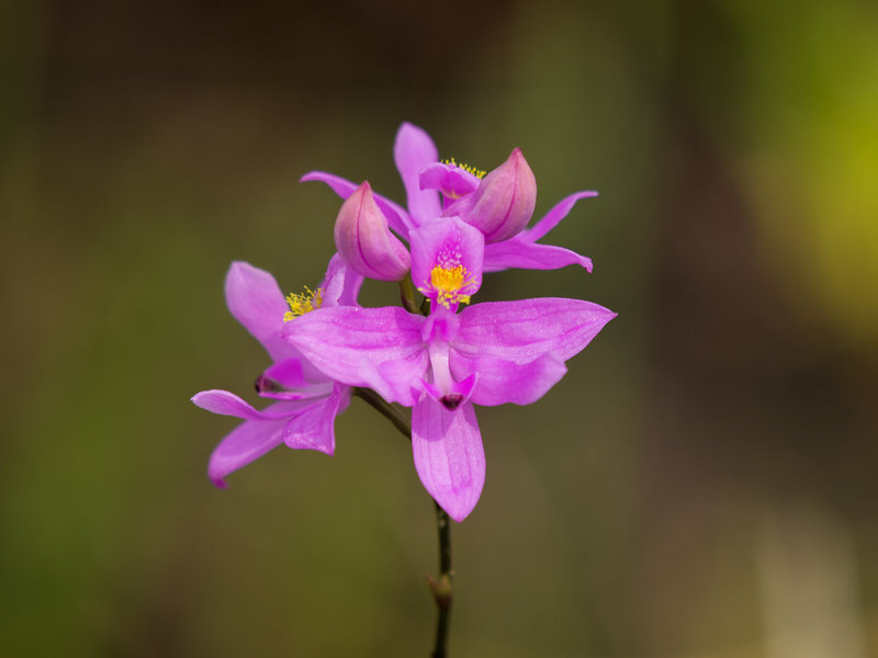 Calopogon barbatus (Bearded Grass-pink orchid)