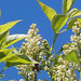 The white lilac