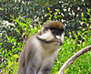 Red-tailed Monkey