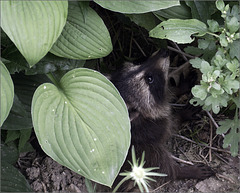 What Do You Do with a Baby Raccoon?