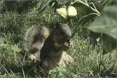 Squirrel