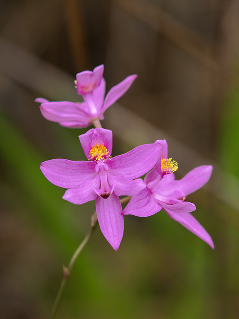 Calopogon barbatus (Bearded Grass-pink orchid)