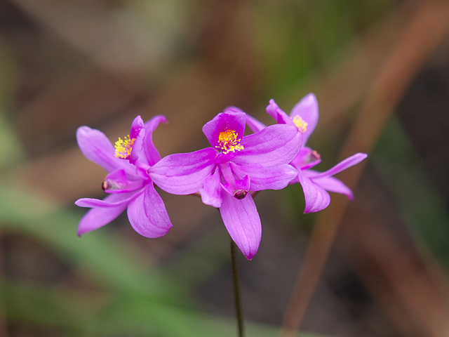 Calopogon barbatus (Bearded Grass-pink orchid)