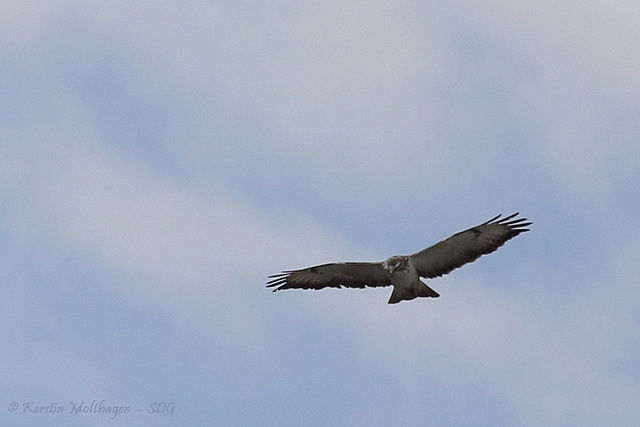 Bussard über Feuerbach