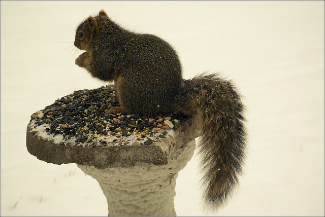 Squirrel on Pedestal