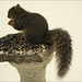 Squirrel on Pedestal