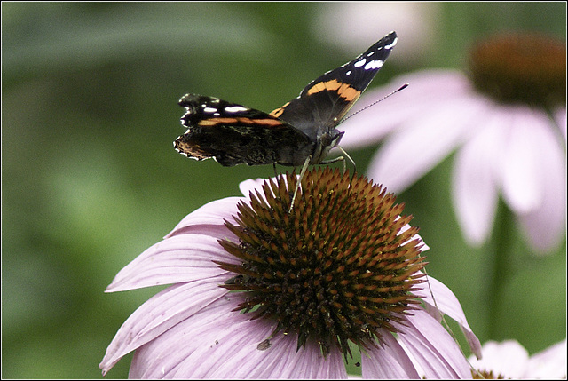 The Butterfly on the Coneflower