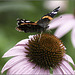 The Butterfly on the Coneflower