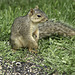 Don't Worry Feed Squirpys