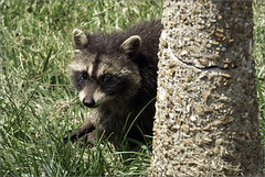 Baby Raccoon