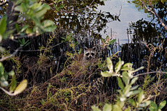 Three Young Raccoons