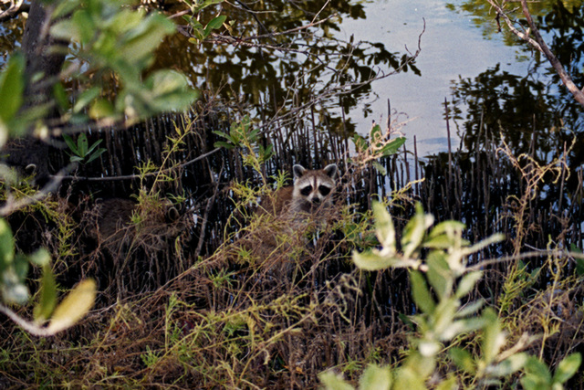 Three Young Raccoons