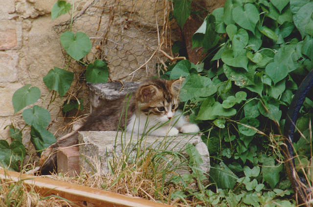 chaton Cléopâtre