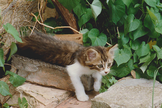 chaton - Cléopâtre