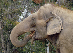 Asian Elephant