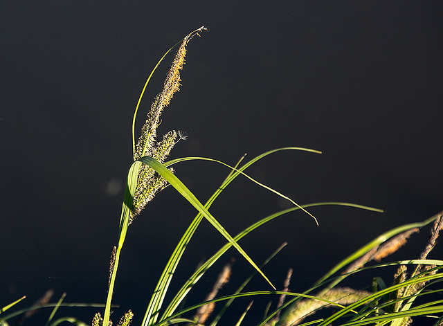 20140503 2496VRAw [D~HVL] Gras