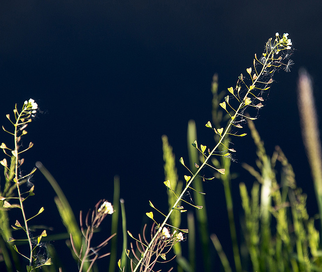 20140503 2495VRAw [D~HVL] Hirtentäschelkraut (Capsella bursa-pastoris)