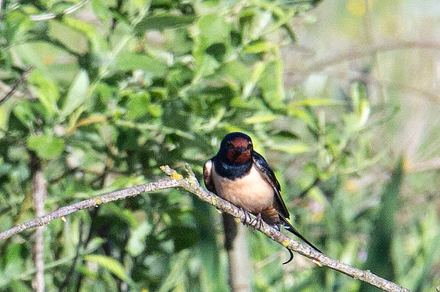 20140503 2489VRAw [D~HVL] Rauchschwalbe (Hirundo rustica)