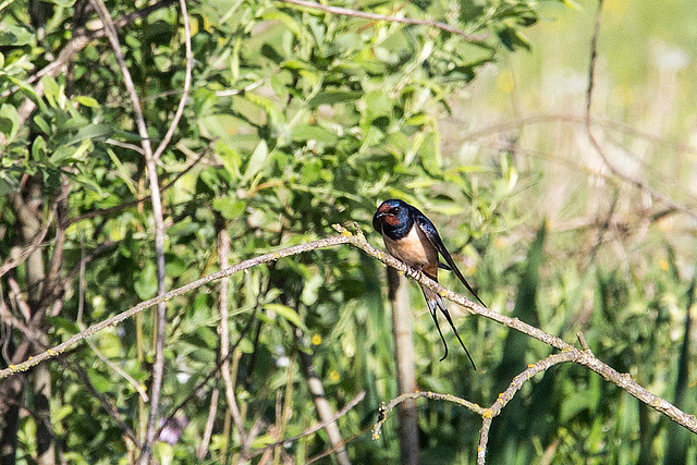 20140503 2487VRAw [D~HVL] Rauchschwalbe (Hirundo rustica)