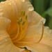 morning showers