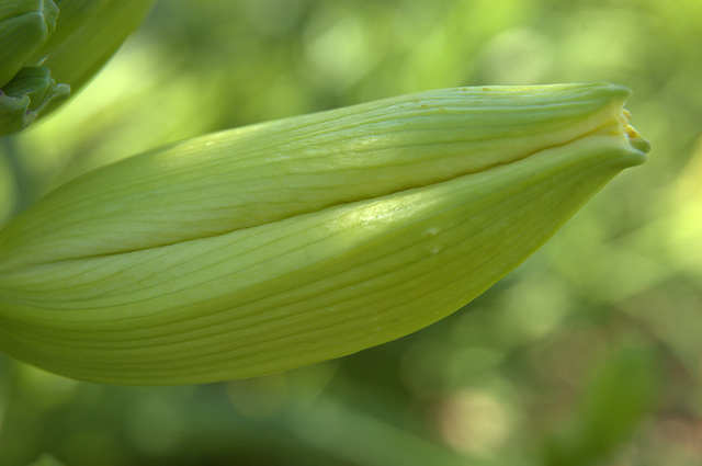 study in greens