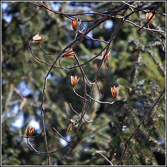 Tulip Tree branch