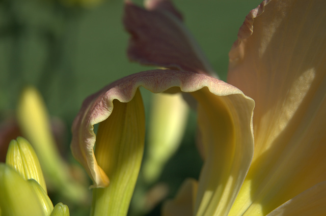 daylilies