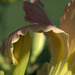 daylilies