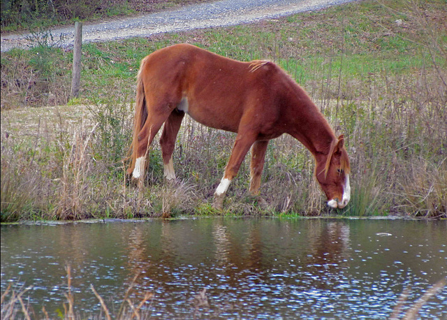 Horse