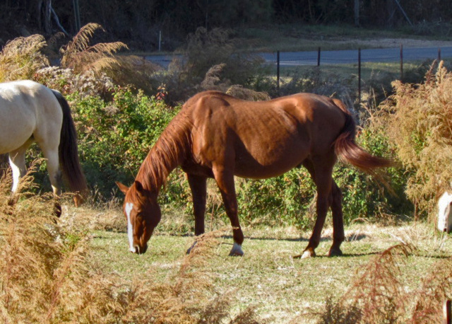 Horse