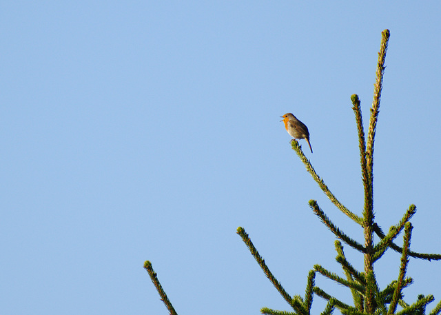 Shouting robin