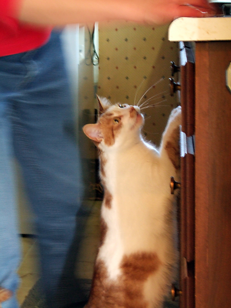 Curiousity
