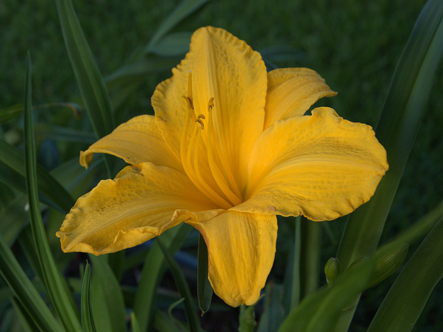 daylily