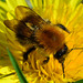 Bee, Common Carder